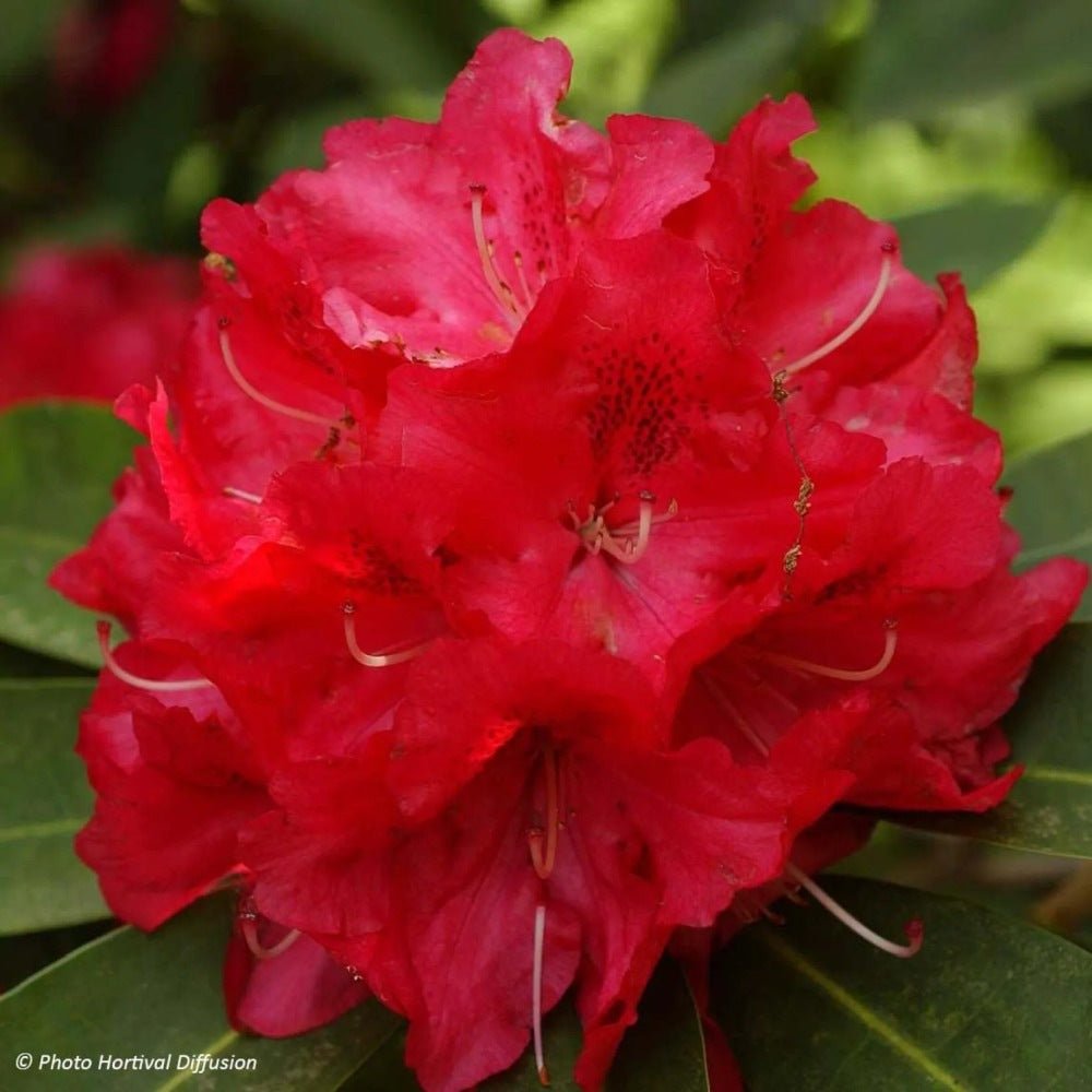 Azaleea japoneza (Rhododendron) Wilgens Ruby, cu flori rosu-rubiniu