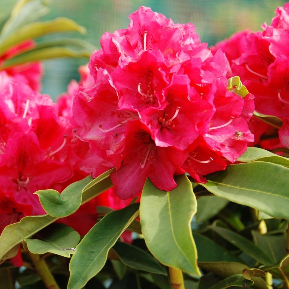 Azaleea japoneza (Rhododendron) Wilgens Ruby, cu flori rosu-rubiniu