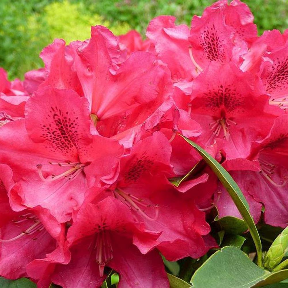 Azaleea japoneza (Rhododendron) Wilgens Ruby, cu flori rosu-rubiniu