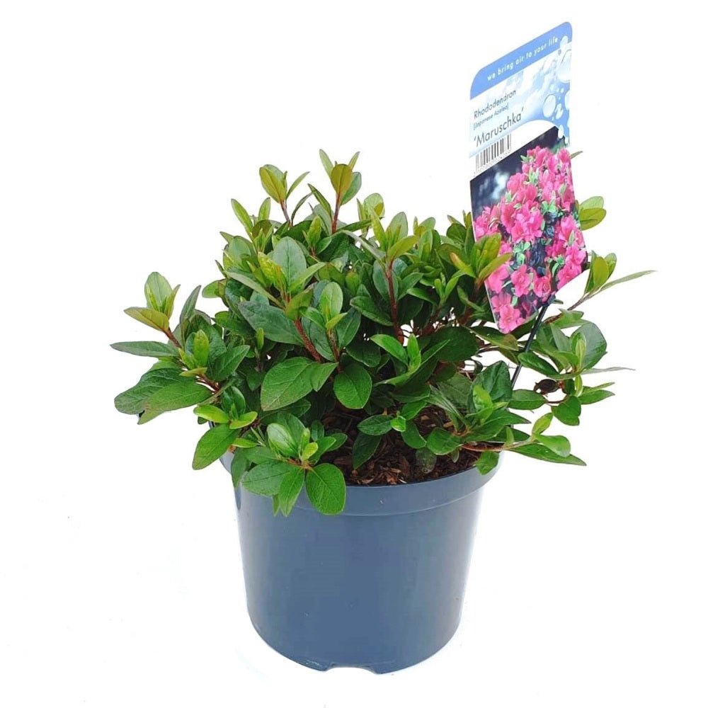 Azaleee Japoneza (Rhododendron) Maruschka, cu flori cyclamen