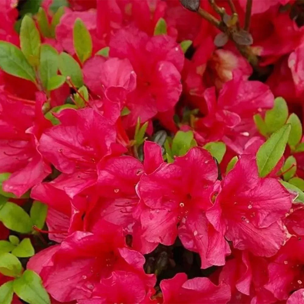 Azaleee Japoneza (Rhododendron) Maruschka, cu flori cyclamen