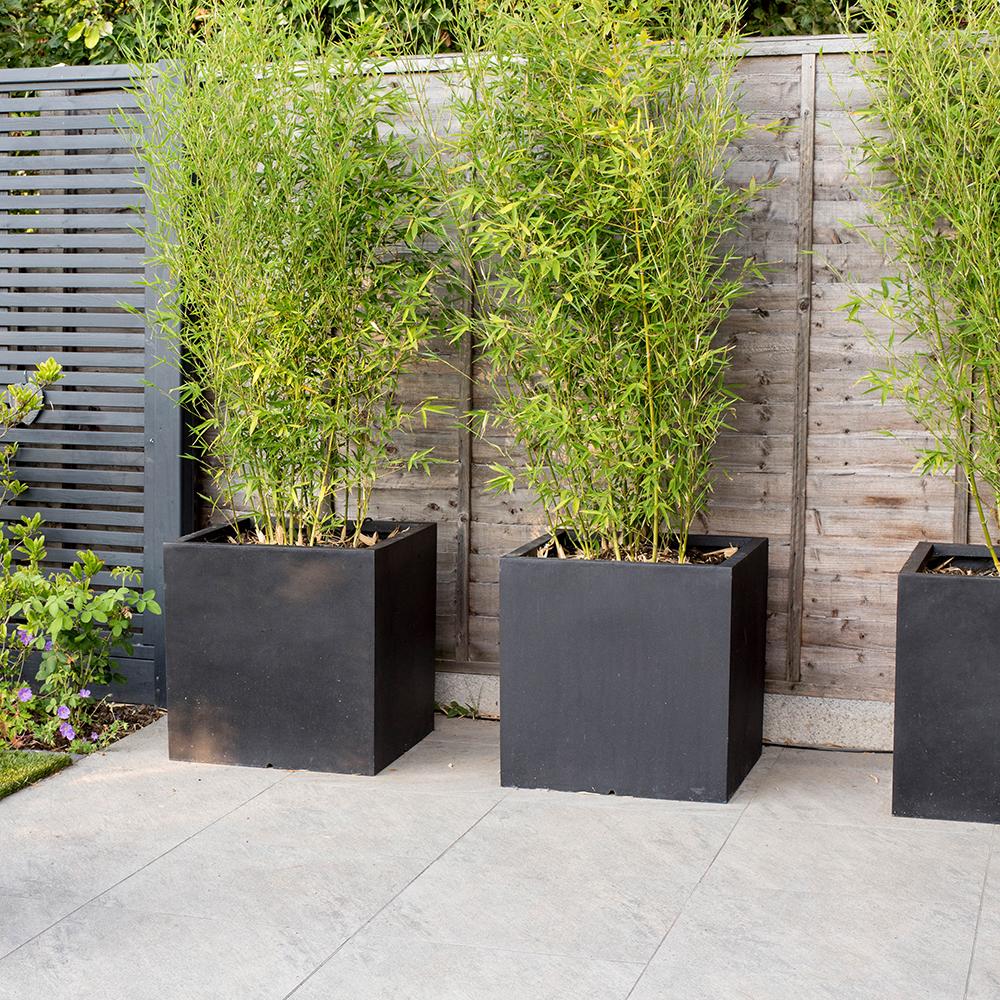 Bambus auriu Phyllostachys Aurea - 180 cm