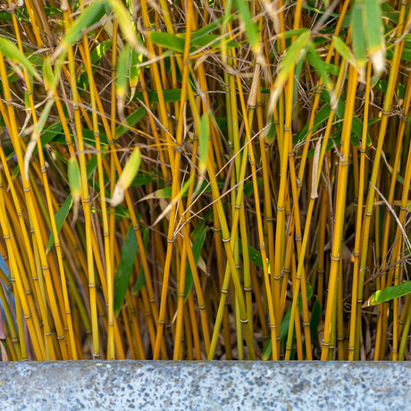 Bambus Aurea - 280 cm - VERDENA-livrat in ghiveci cu diametru de 85 cm si inaltime de 55 cm