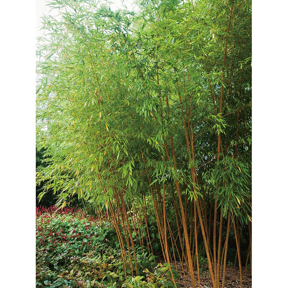Bambus Aurea, 175-200 cm inaltime, in ghiveci de 18L