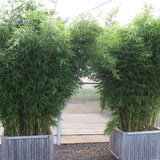 Bambus Campbell - VERDENA-60-80 cm inaltime livrat in ghiveci de 5 L