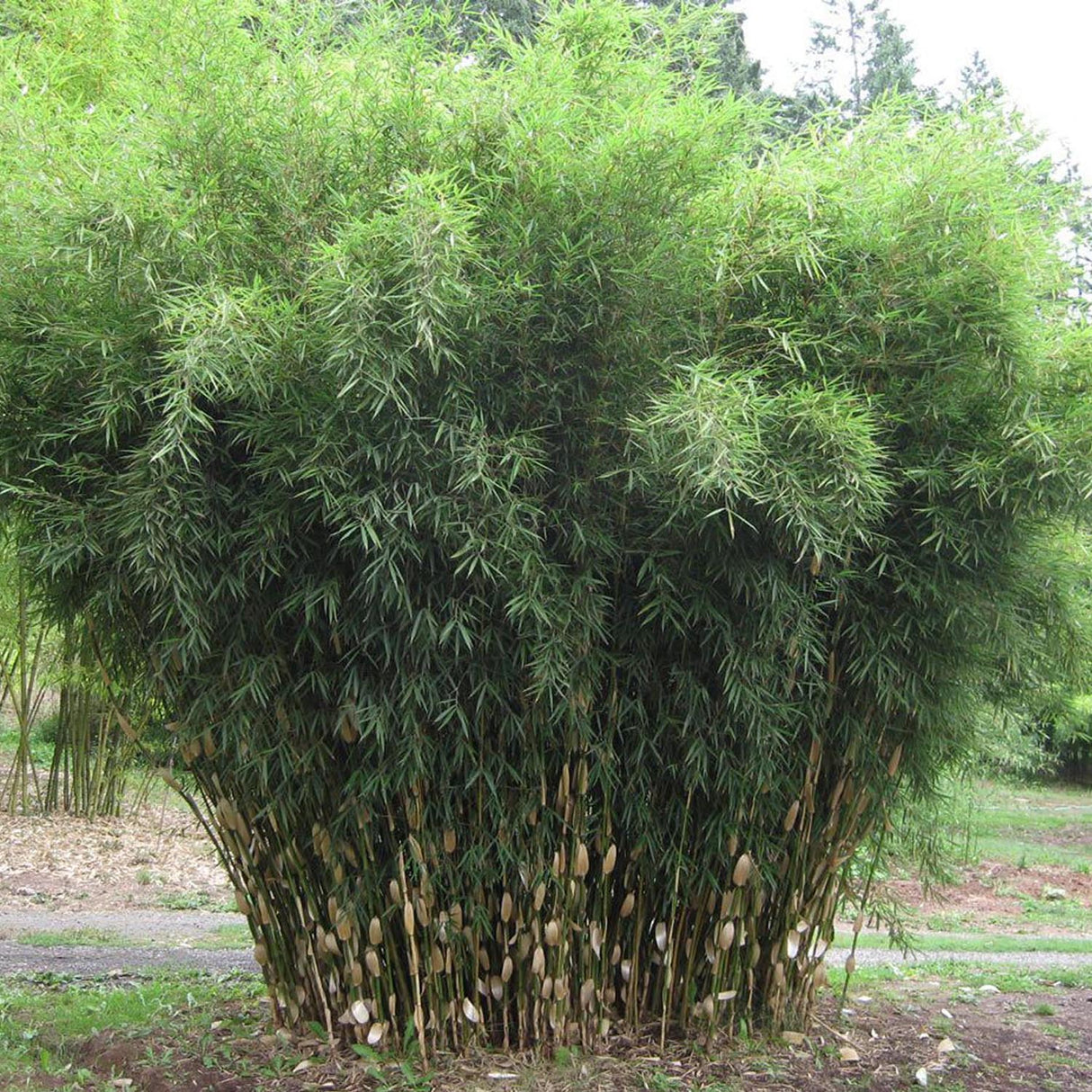 Bambus de gradina Campbell (Fargesia Robusta Campbell) - Neinvaziv