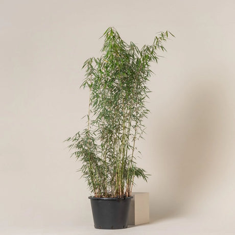 Bambus Campbell - VERDENA-60-80 cm inaltime livrat in ghiveci de 6 L