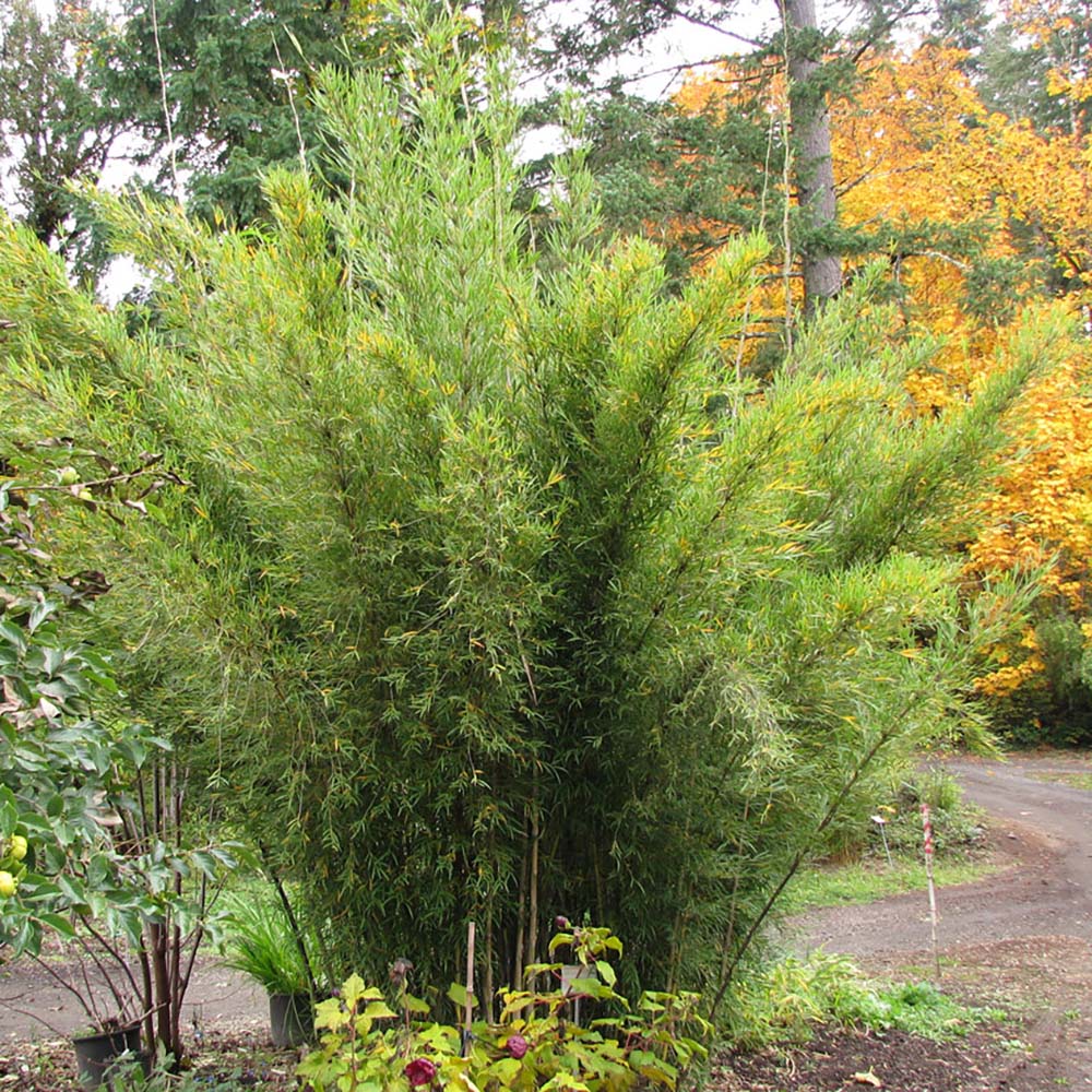 Bambus de gradina Formidable (Fargesia Robusta Formidable) - Neinvaziv