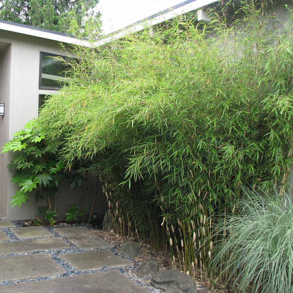 Bambus de gradina Formidable (Fargesia Robusta Formidable) - Neinvaziv