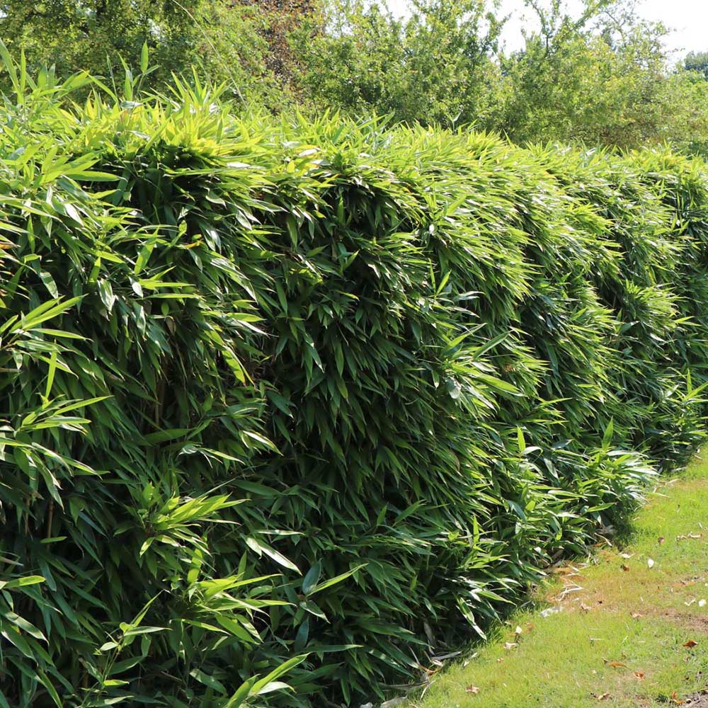 Bambus de gradina Formidable (Fargesia Robusta Formidable) - Neinvaziv