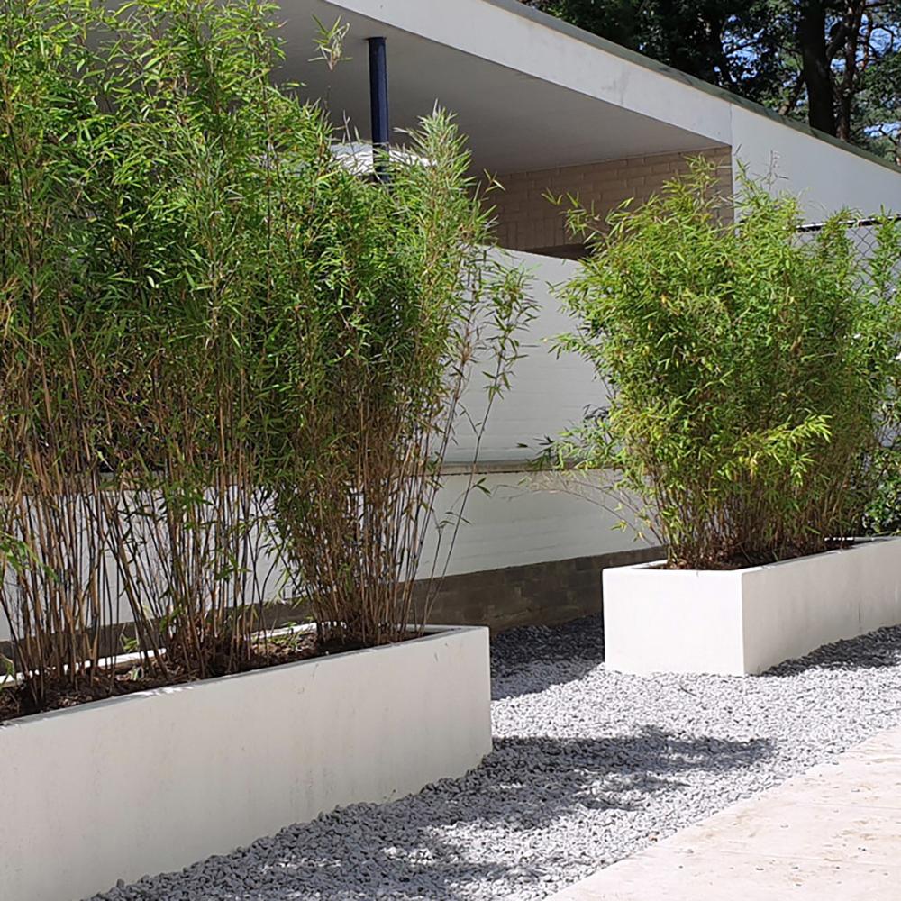 Bambus Jiuzhaigou - 180 cm