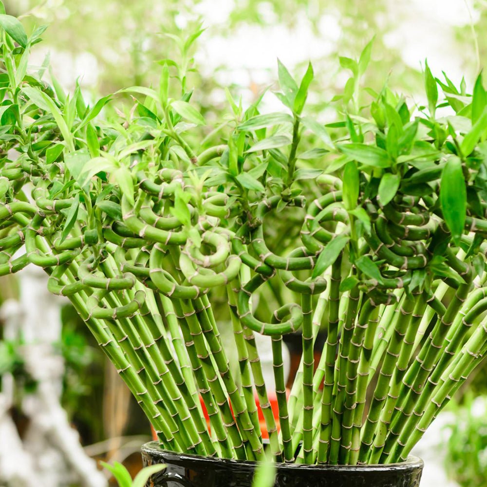 Bambus Ondulat Lucky/Norocos Spiral - 100 cm