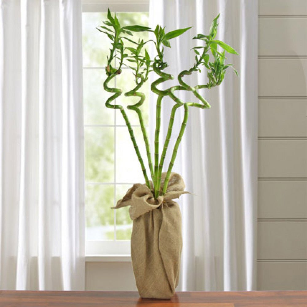 Bambus Ondulat Lucky/Norocos Spiral - 100 cm