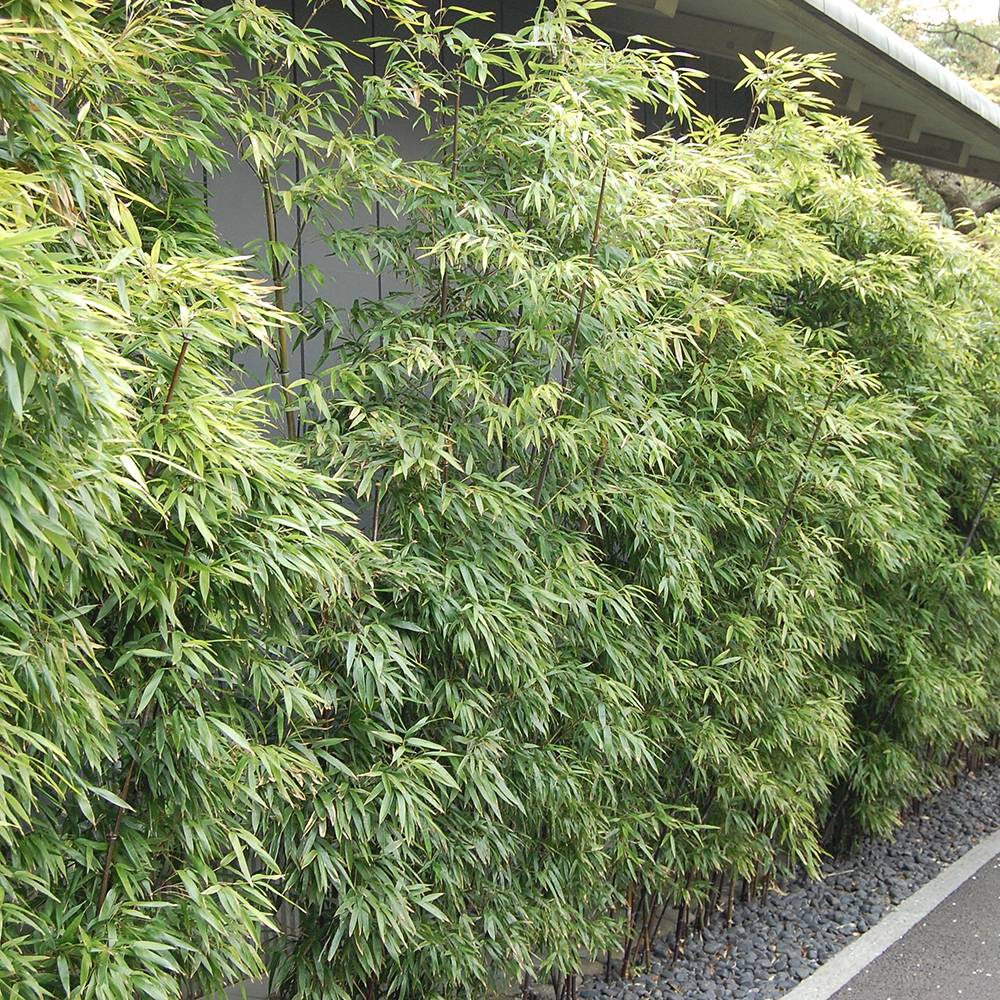 Bambus de Gradina Negru (Phyllostachys Nigra), cu Tijje negre