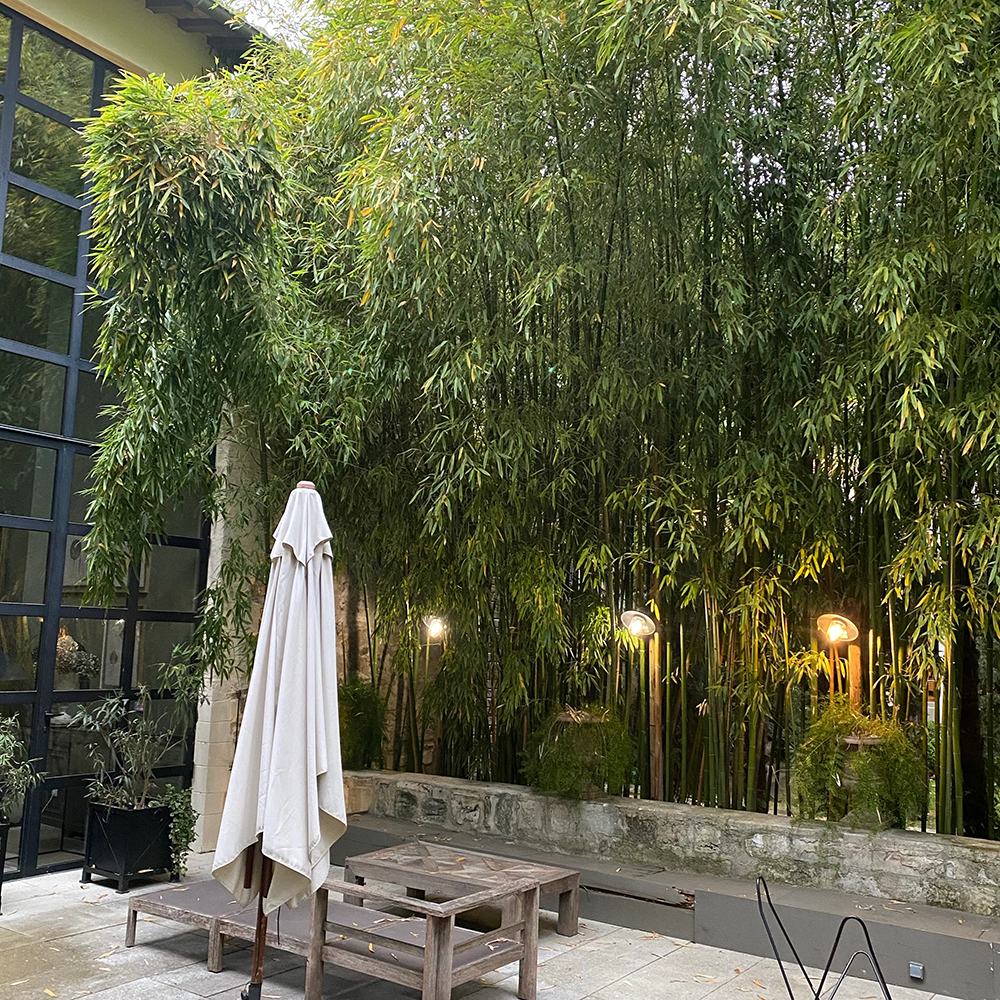 Bambus de Gradina Negru (Phyllostachys Nigra), cu Tijje negre