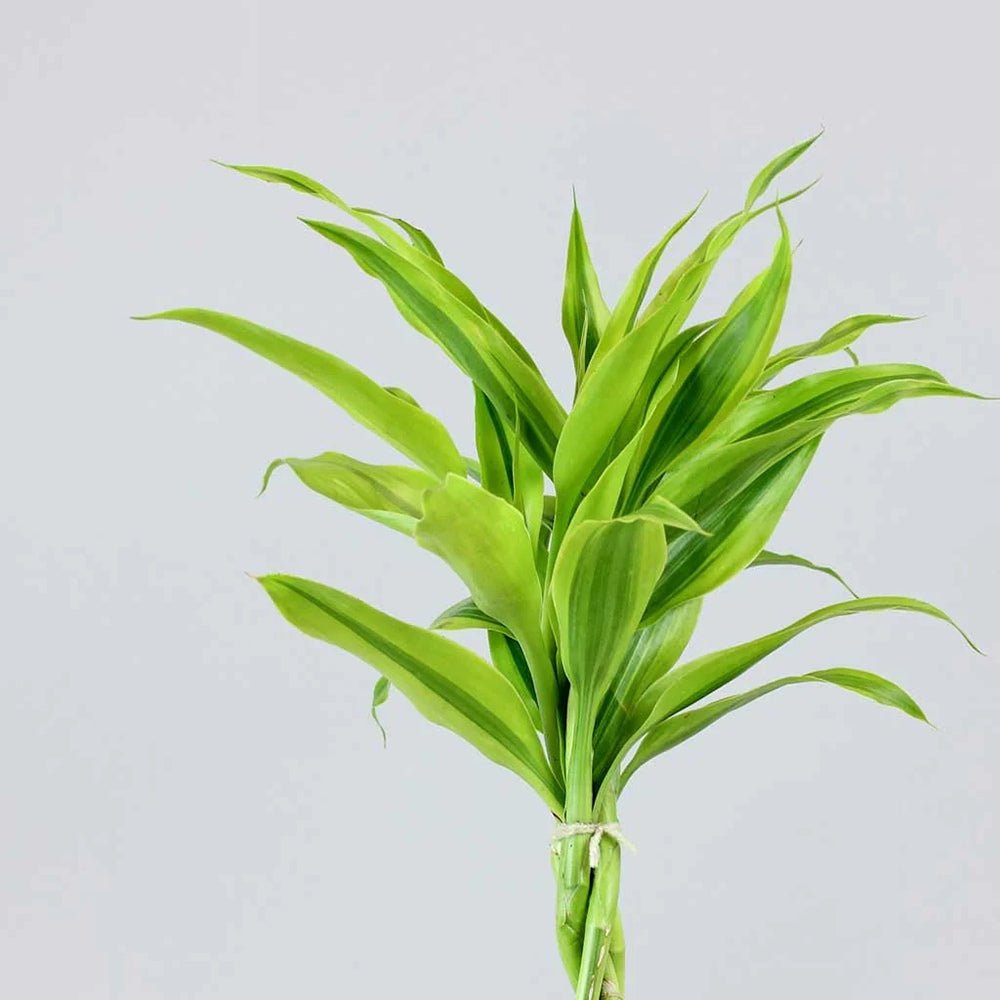 Bambus Norocos/Lucky Dracaena Lemon Lime - 5 tulpini impletite