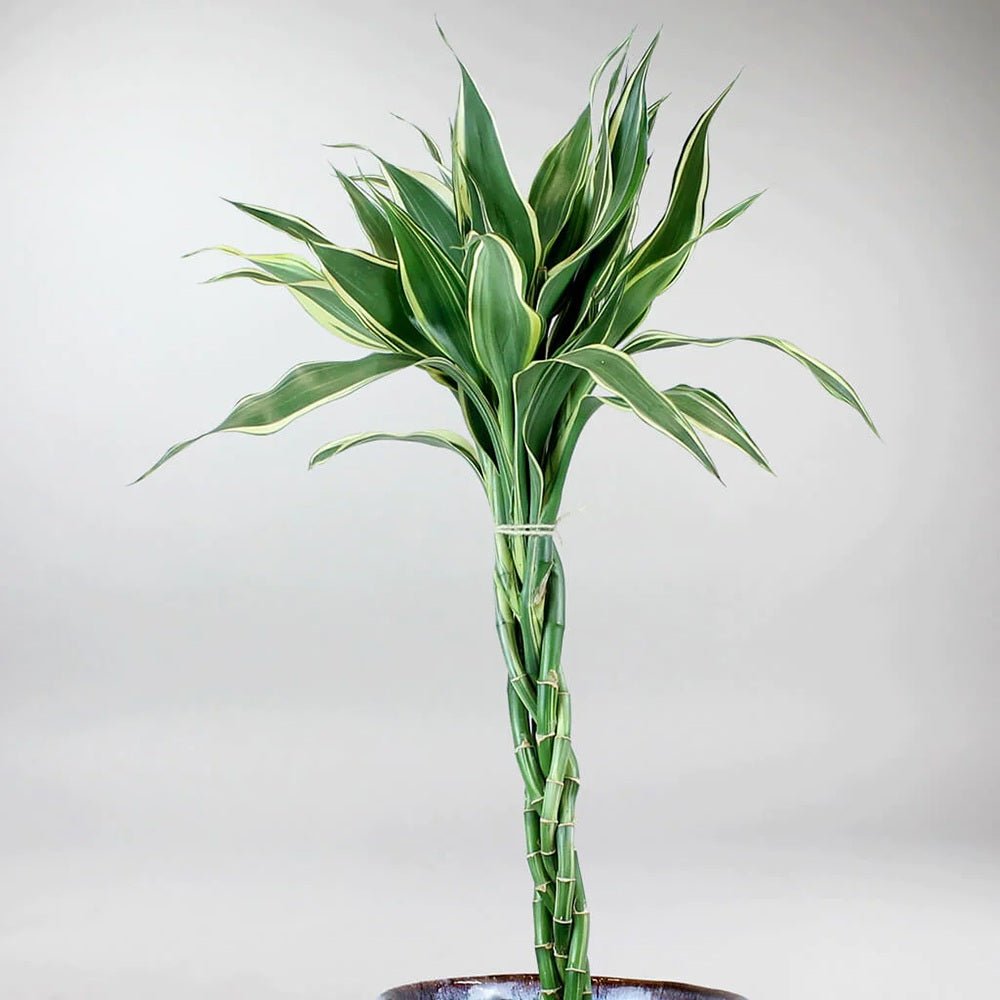 Bambus Norocos/Lucky Dracaena Marginata - 5 tulpini impletite
