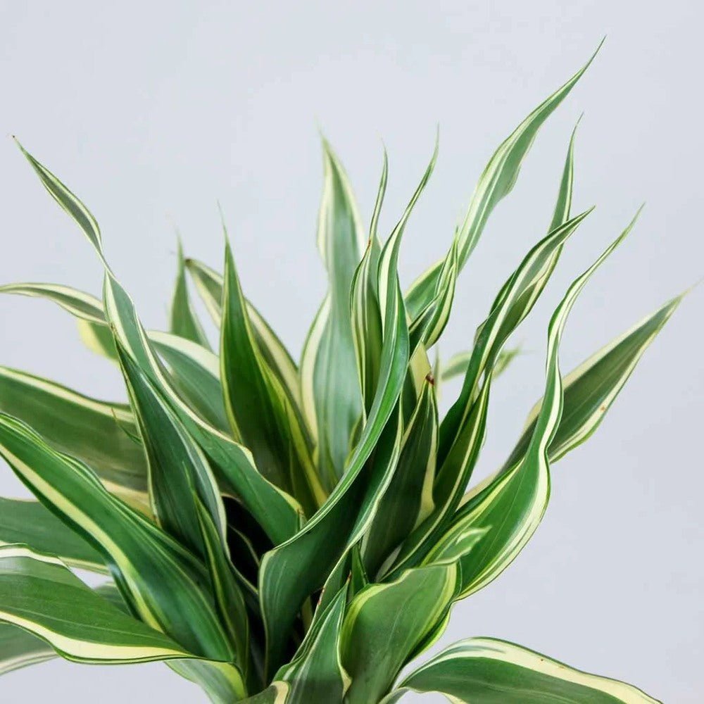 Bambus Norocos/Lucky Dracaena Marginata - 5 tulpini impletite