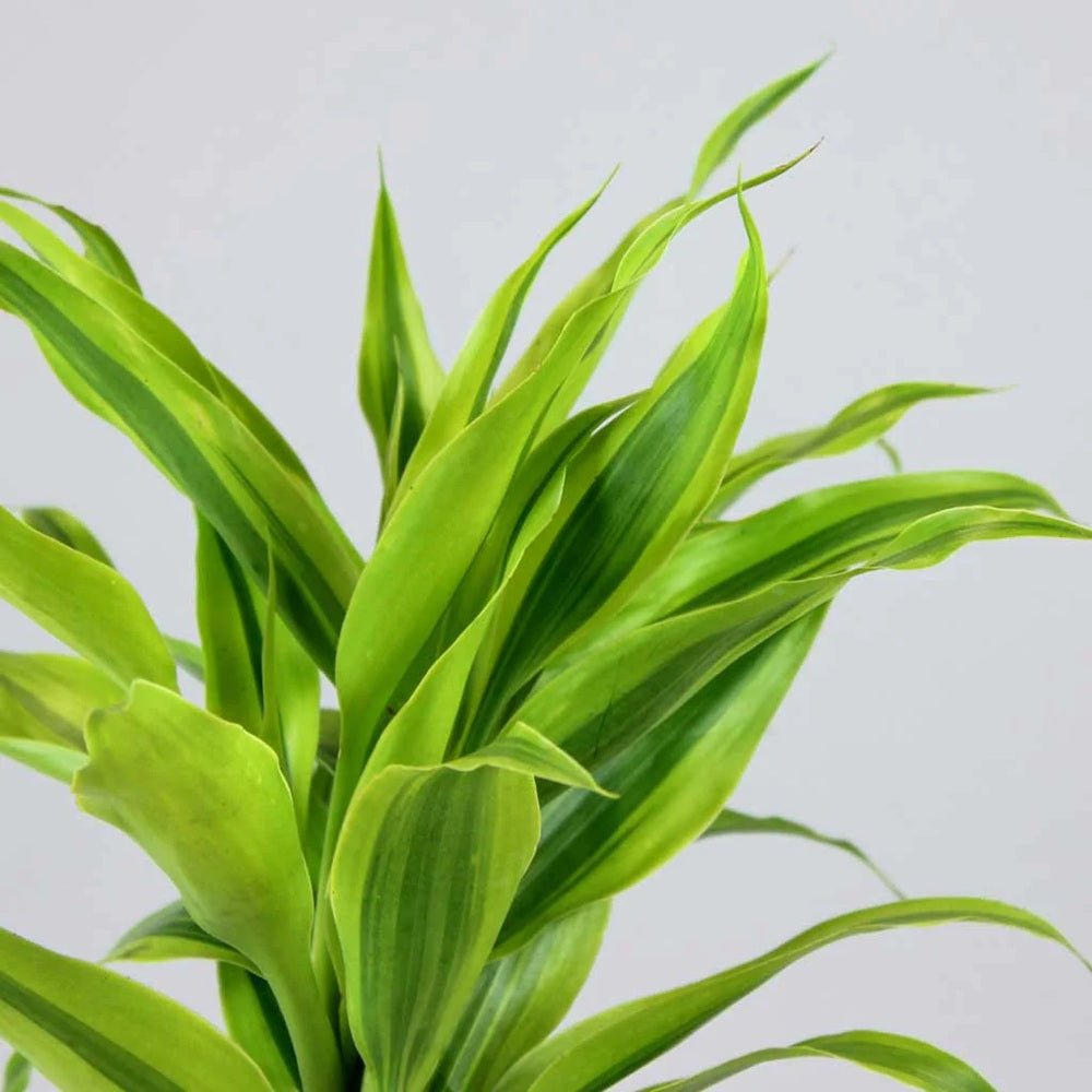 Bambus Norocos/Lucky Dracaena Marginata - 5 tulpini impletite