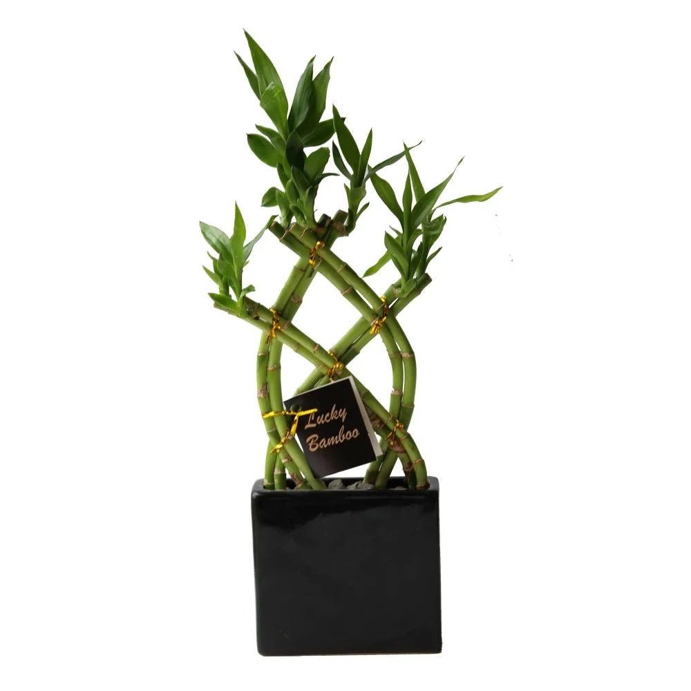 Bambus Norocos Impletit din 8 fire, in ghiveci portelan