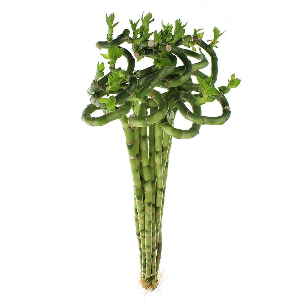Bambus Ondulat Lucky/Norocos Spiral - 100 cm