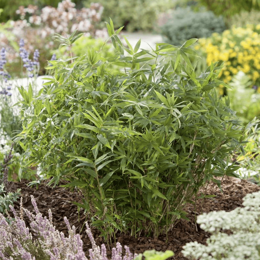 Bambus Pitic (Pleioblastus) Distichus