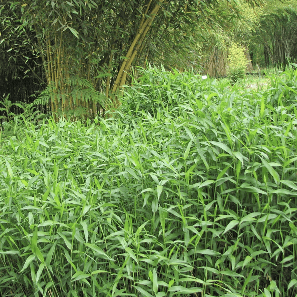 Bambus Pitic (Pleioblastus) Distichus