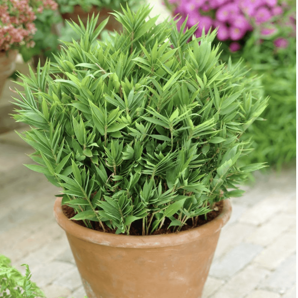 Bambus Pitic (Pleioblastus) Distichus