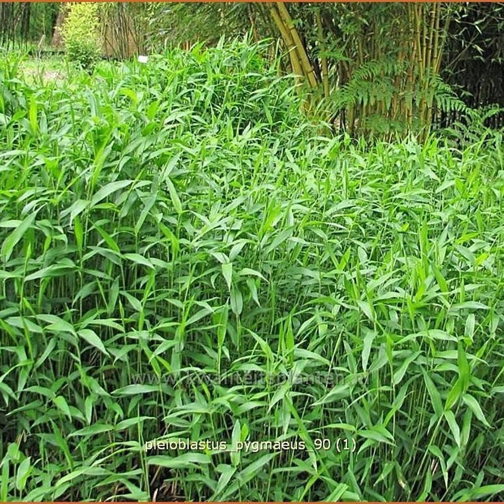 Bambus Pitic (Pleioblastus) Distichus