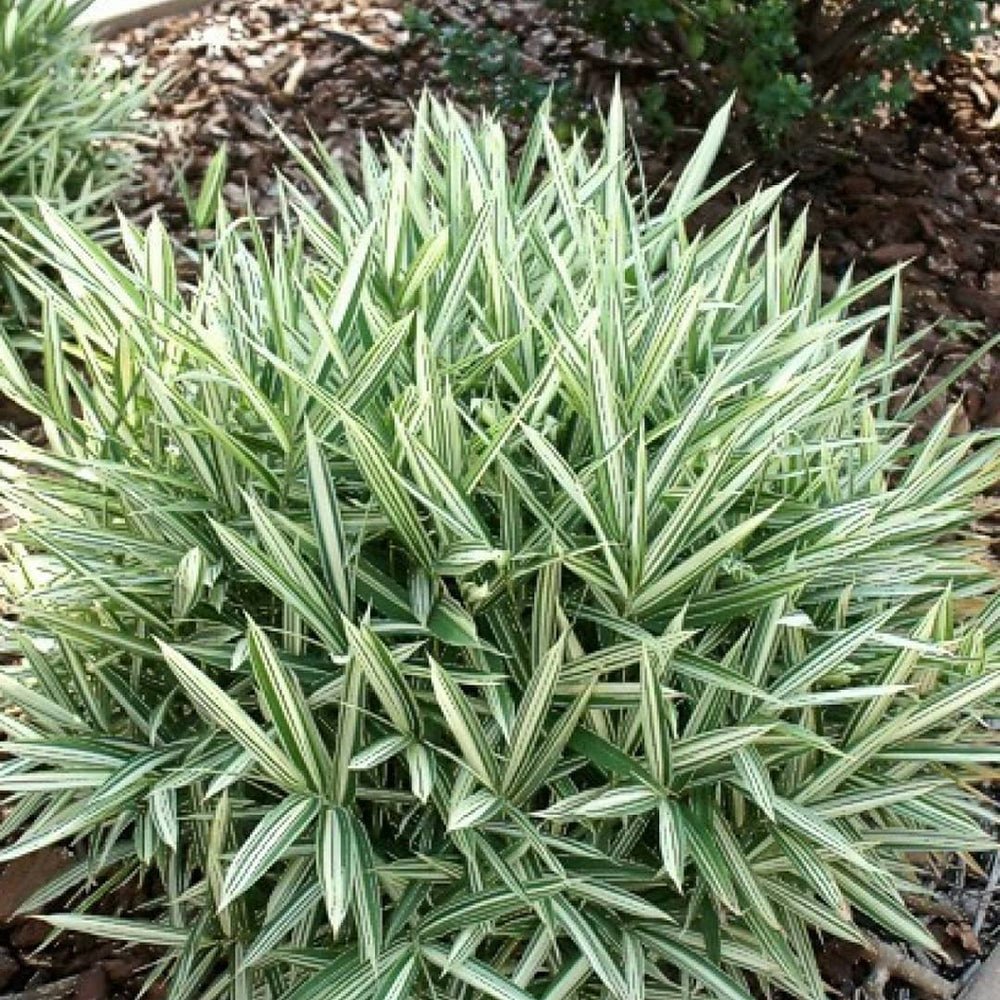 Bambus Pitic (Pleioblastus) Variegat