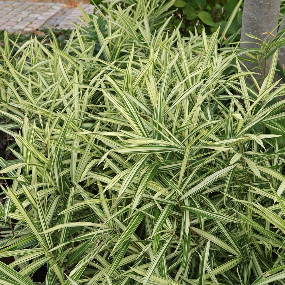 Bambus Pitic (Pleioblastus) Variegat