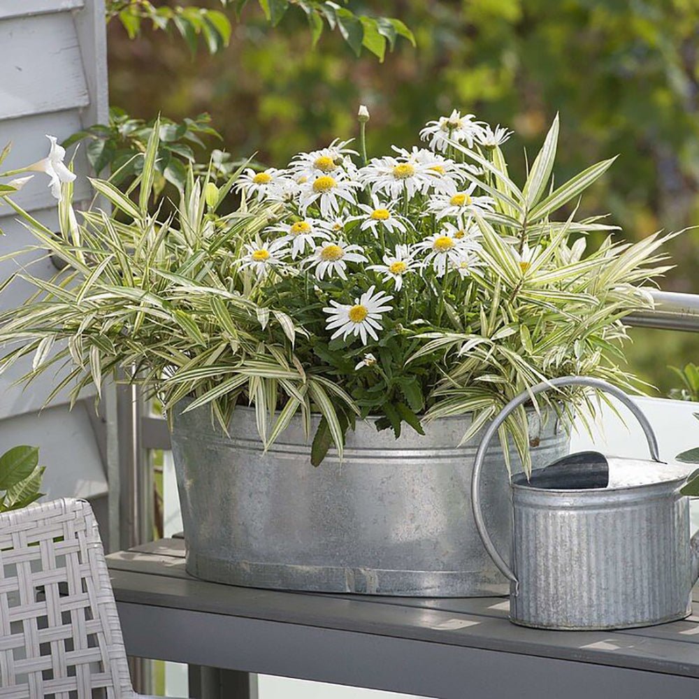 Bambus Pitic (Pleioblastus) Variegat