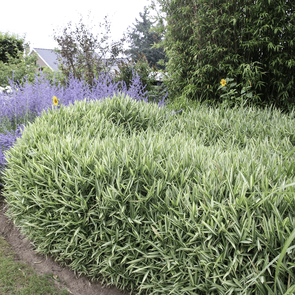 Bambus Pitic (Pleioblastus) Variegat