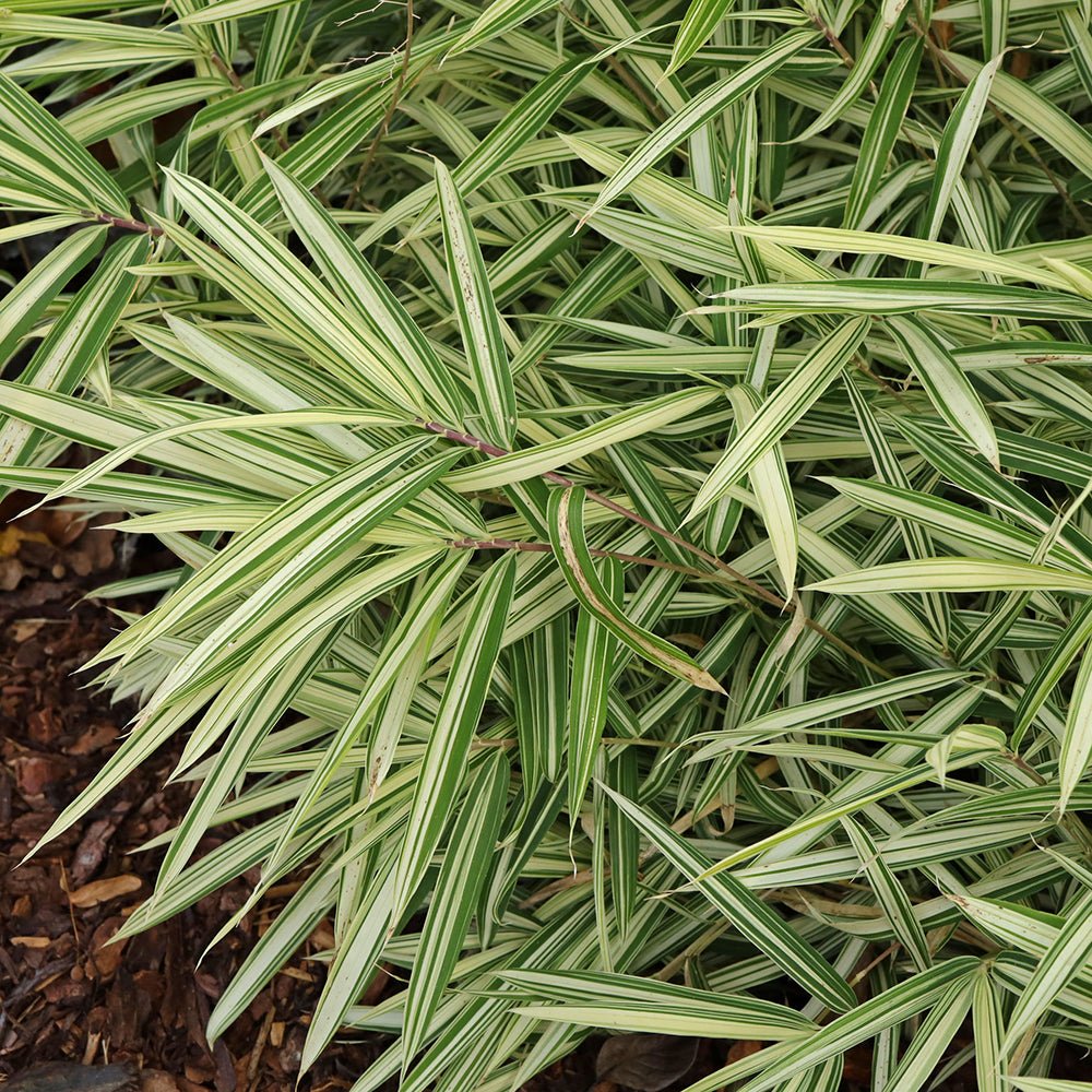 Bambus Pitic (Pleioblastus) Variegat