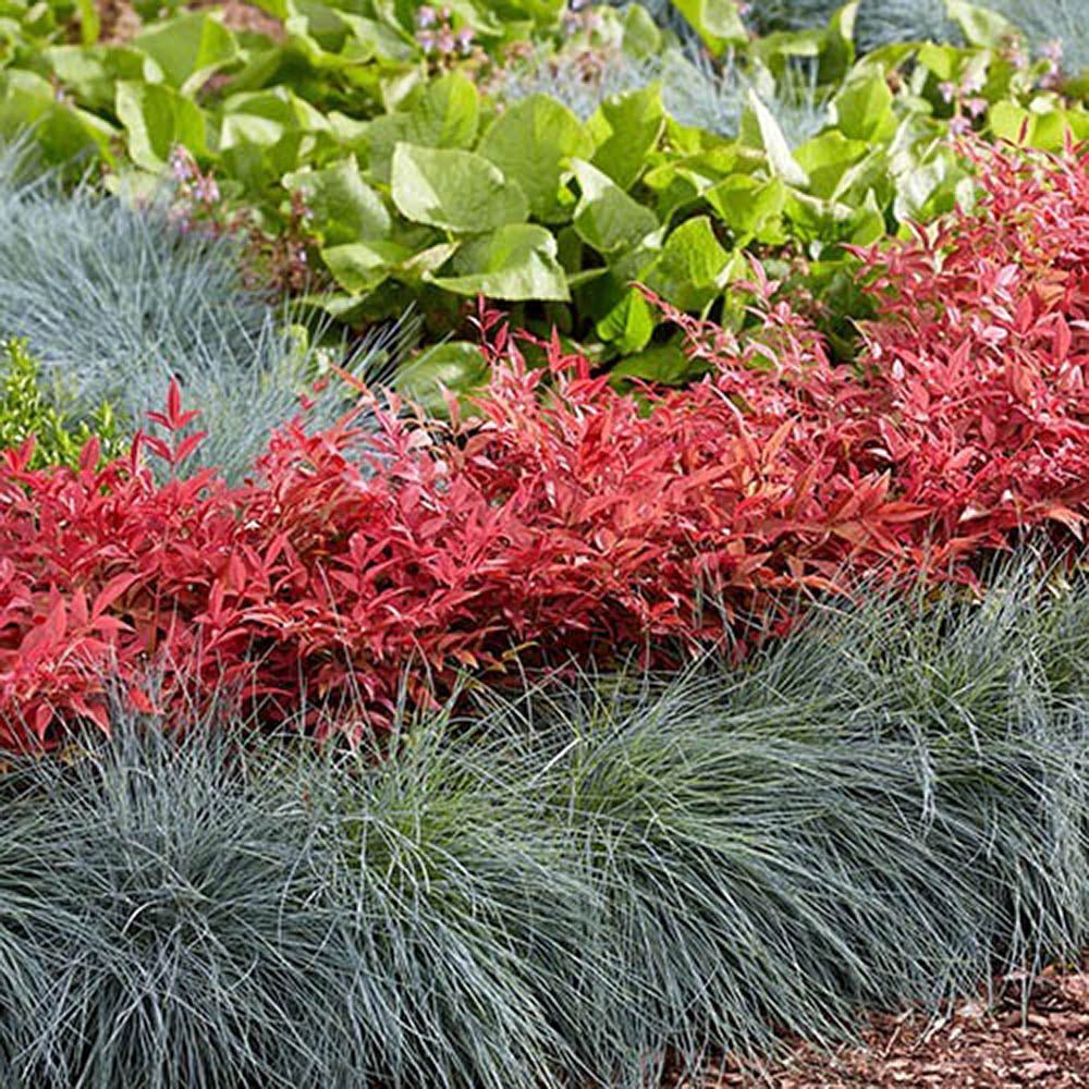 Bambus Sfant rosu Nandina Obsessed