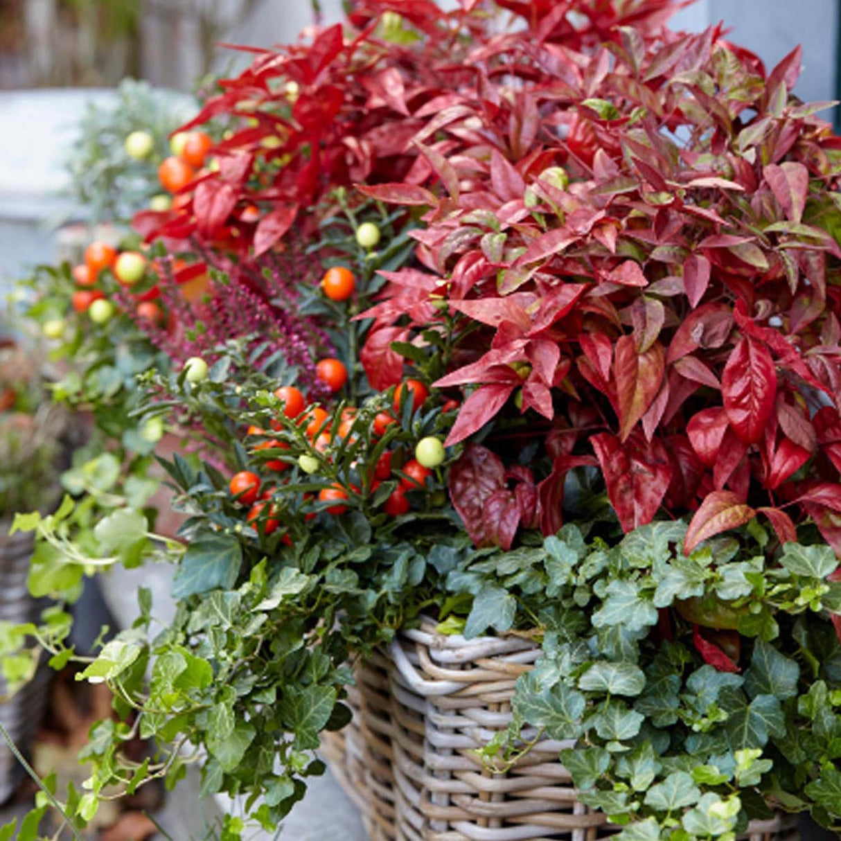 Bambusul Sacru Nandina Blushed Pink