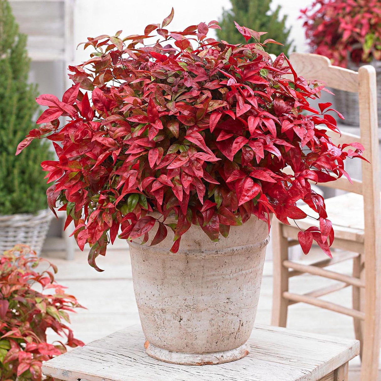 Bambusul Sacru Nandina Blushed Pink