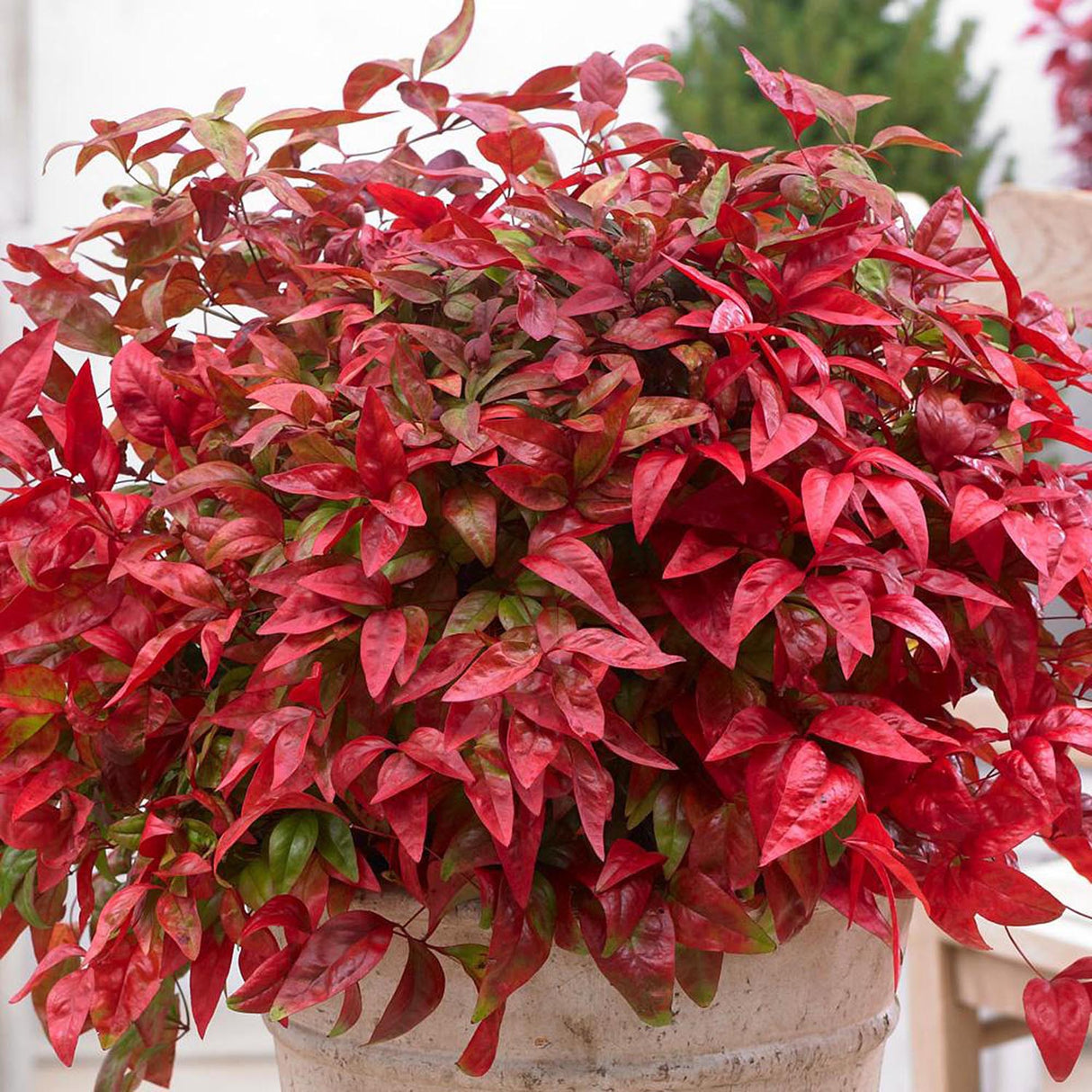 Bambusul Sacru Nandina Blushed Pink