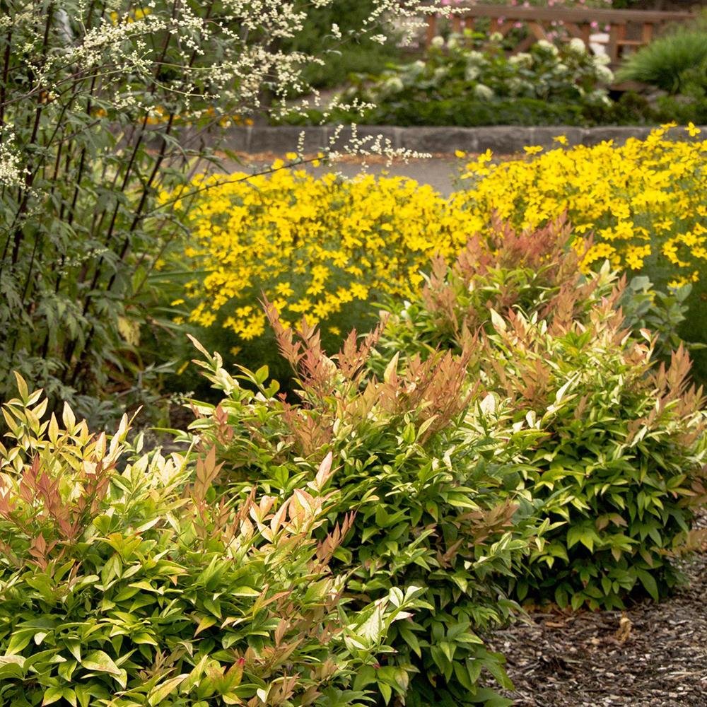 Bambus Sfant bronz-portocaliu Nandina Gulfstream