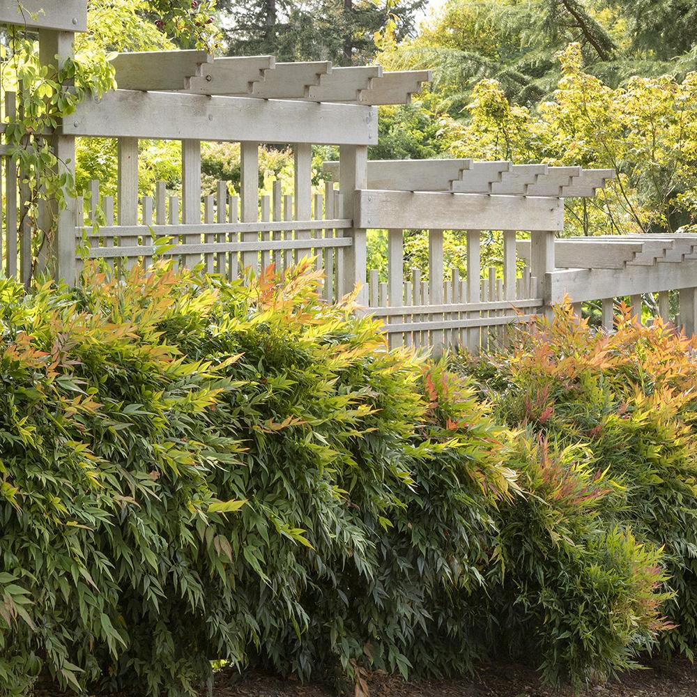 Bambus Sfant bronz-portocaliu Nandina Gulfstream