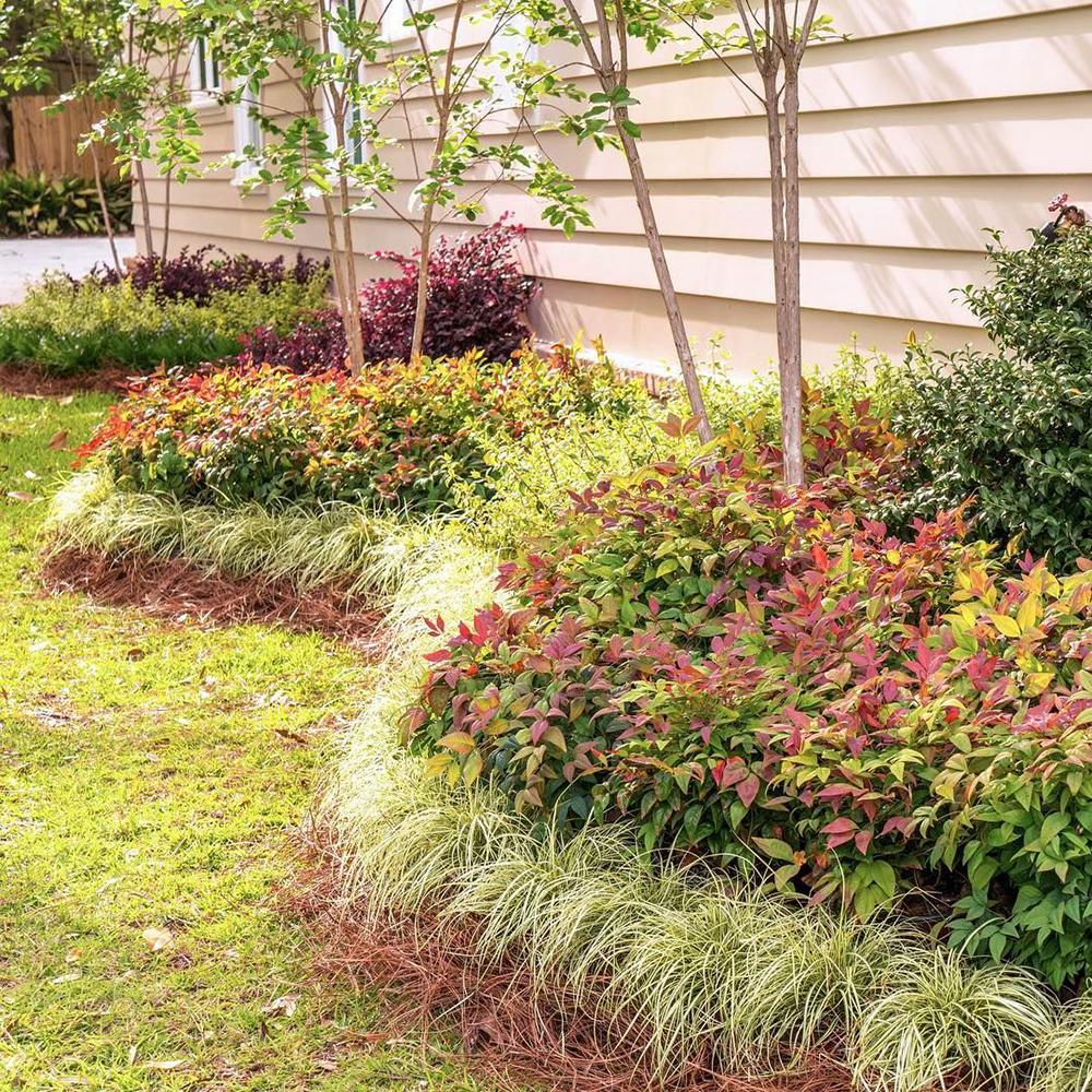 Bambus Sfant bronz-portocaliu Nandina Gulfstream