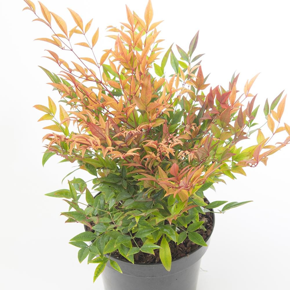 Bambus Sfant bronz-portocaliu Nandina Gulfstream