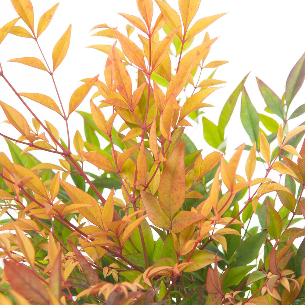 Bambus Sfant bronz-portocaliu Nandina Gulfstream