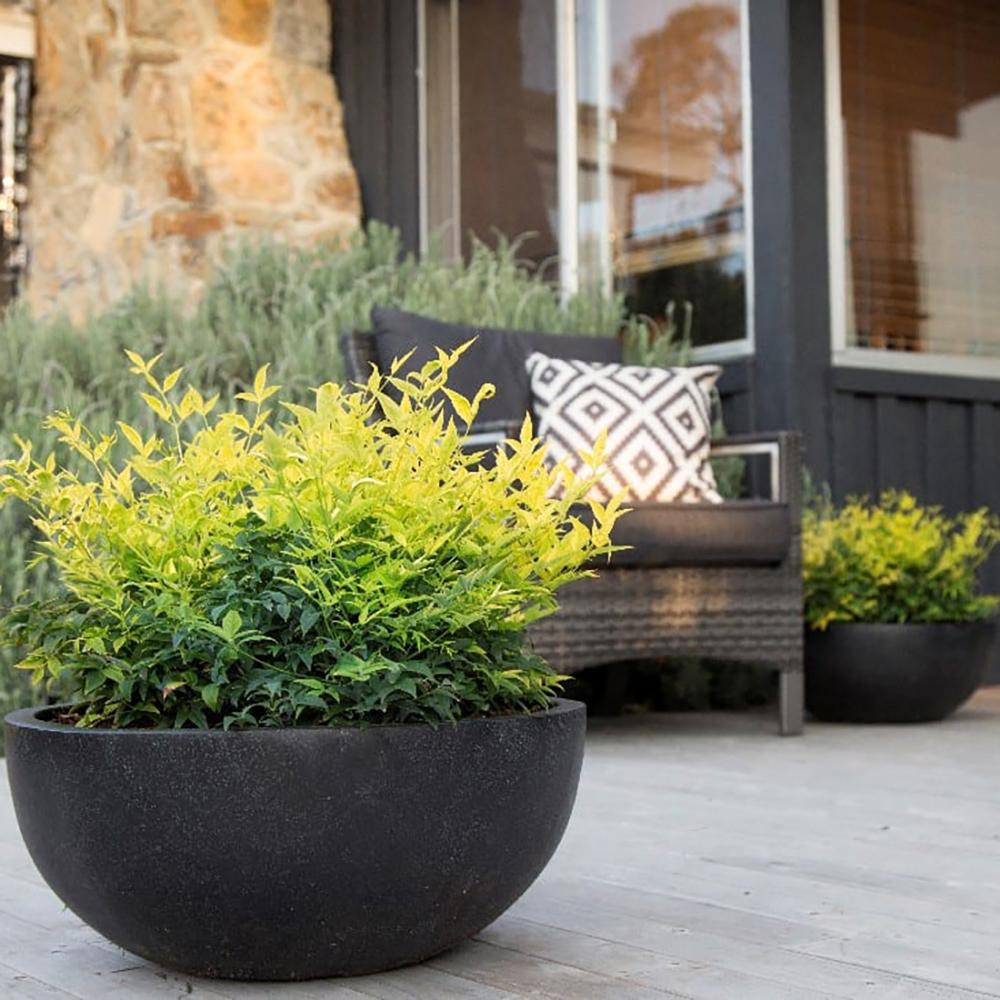 Bambusul Sacru Nandina Lemon-Lime