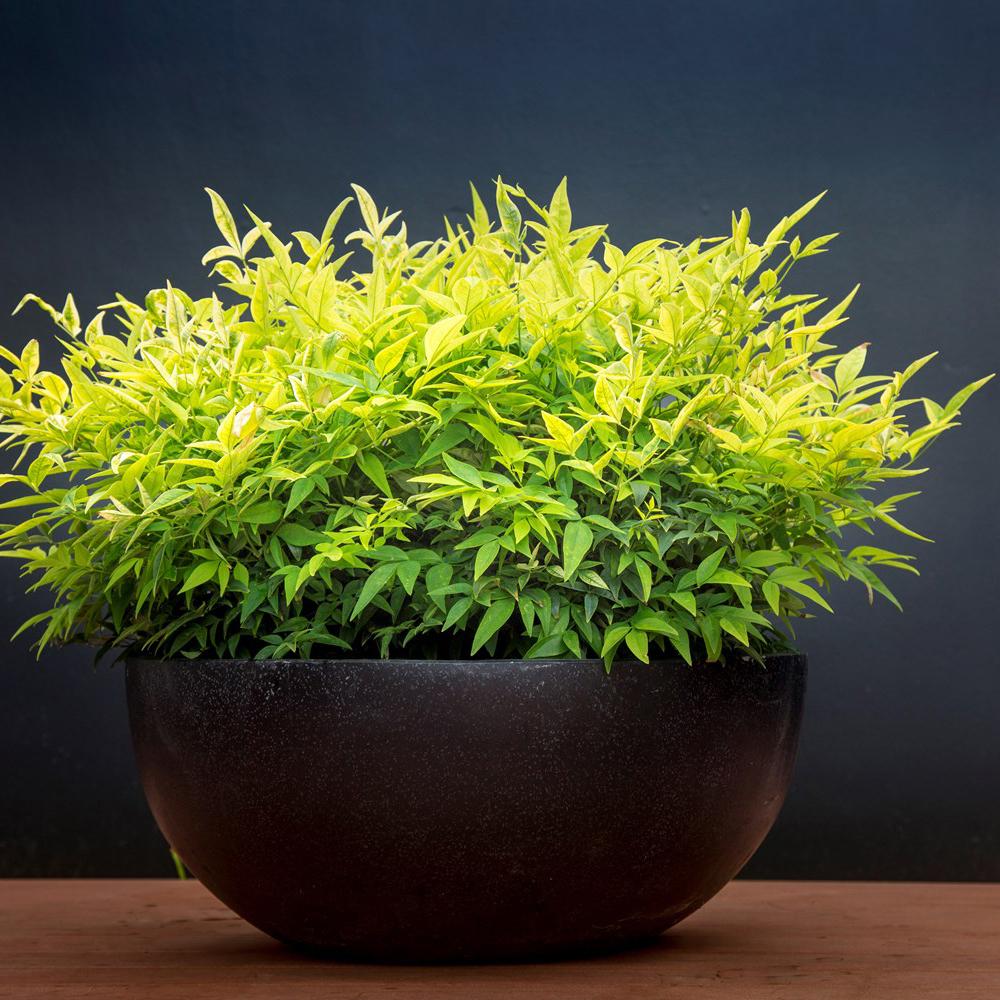 Bambusul Sacru Nandina Lemon-Lime