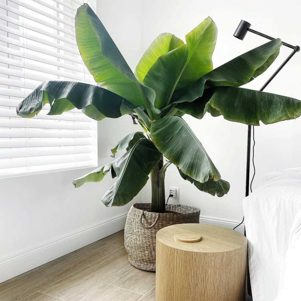 Bananier Dwarf Cavendish - 130 cm