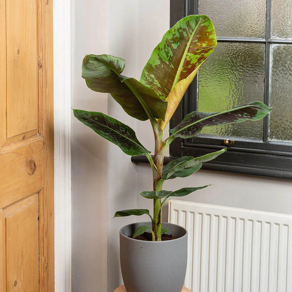 Bananier Dwarf Cavendish - 130 cm