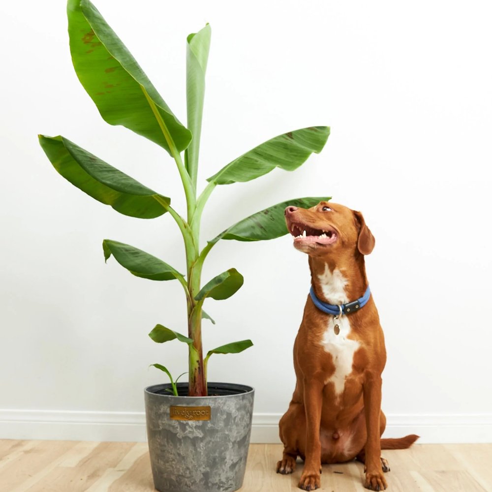 Bananier Dwarf Cavendish - 130 cm