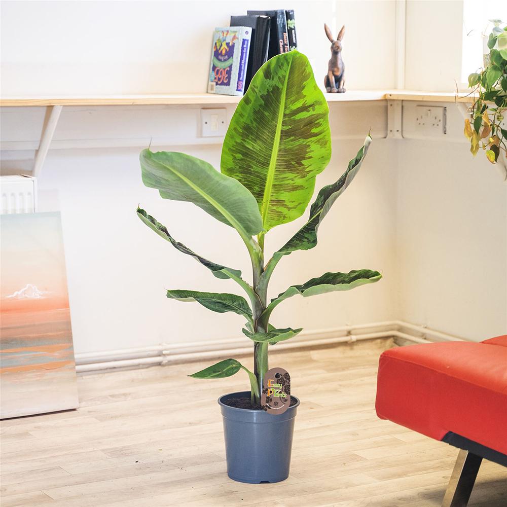 Bananier Dwarf Cavendish - 130 cm