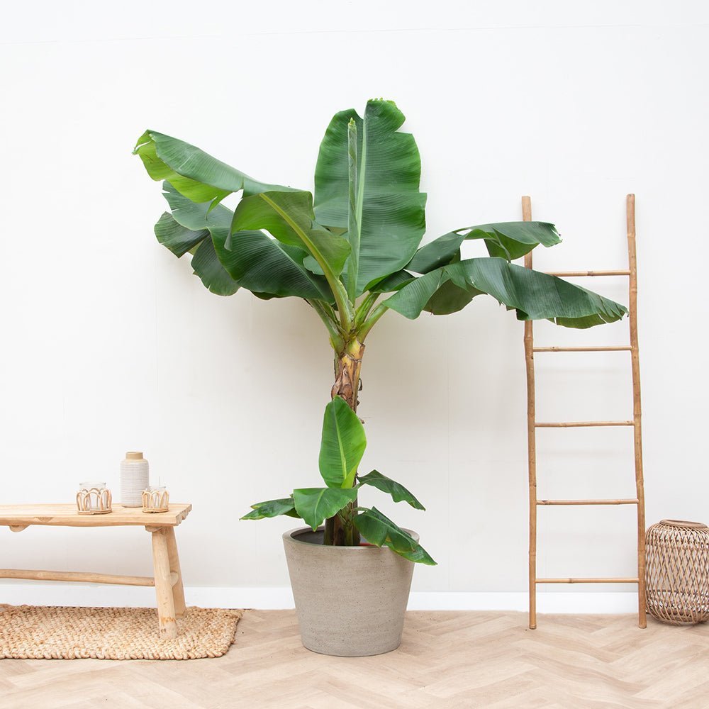 Bananier Dwarf Cavendish - 140 cm